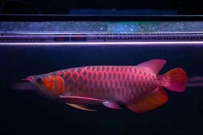 龍魚(yú)屬于國(guó)家保護(hù)動(dòng)物嗎（龍魚(yú)屬于國(guó)家保護(hù)動(dòng)物嗎？）
