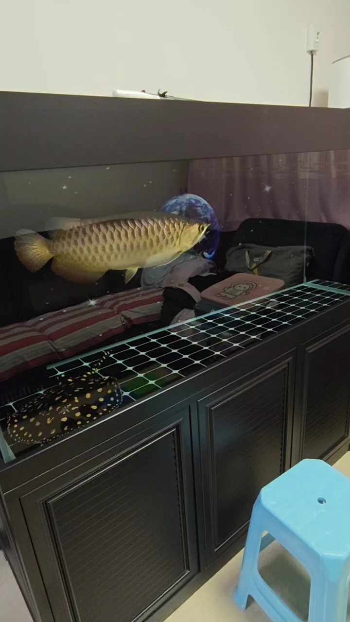 祥龍魚場提供哪些類型的龍魚飼料？，祥龍魚場主推人工顆粒飼料