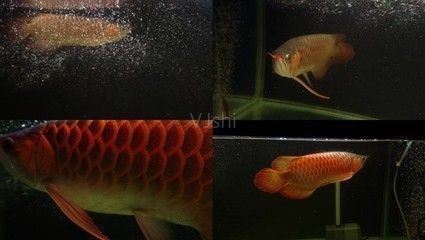 金龍魚眼睛紅了怎么回事，金龍魚眼睛紅了可能由多種因素引起金龍魚眼睛紅了