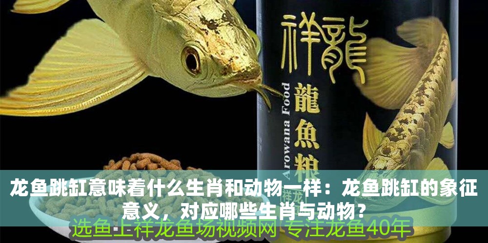龍魚跳缸意味著什么生肖和動物一樣：龍魚跳缸的象征意義，對應哪些生肖與動物？