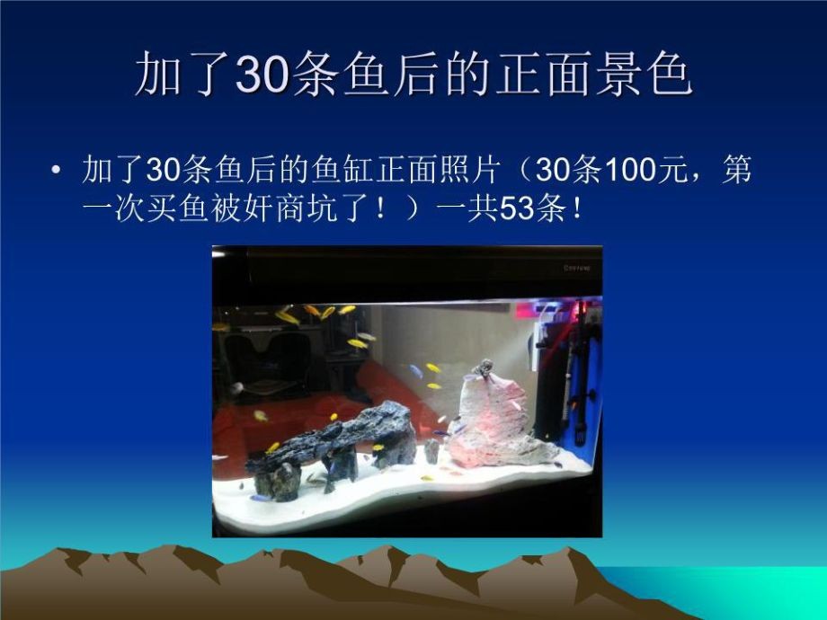 鯛科魚魚缸造景（鯛科魚缸造景需要考慮到多種因素，鯛科魚魚缸造景需要注意什么）