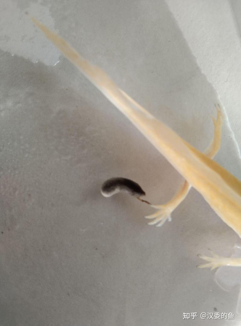 虎紋恐龍魚不吃飼料怎么辦