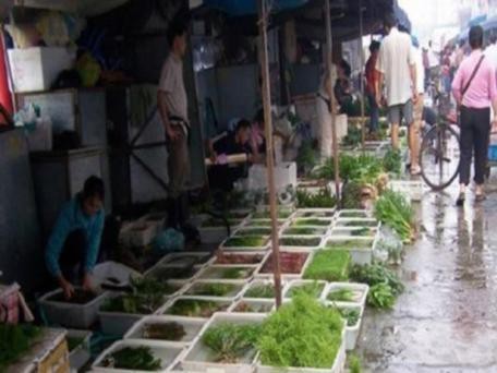 廣州觀賞魚批發市場推薦祥龍魚場