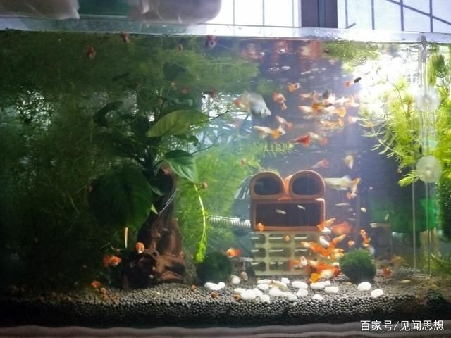 如何處理魚(yú)缸水質(zhì)渾濁的問(wèn)題：鳳尾魚(yú)魚(yú)缸水渾濁的處理方法主要包括以下幾個(gè)方面