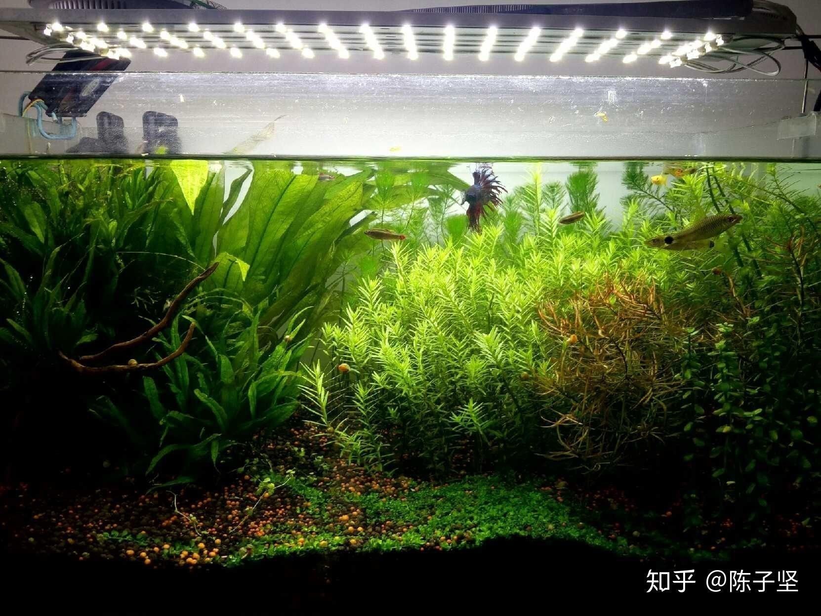魚缸里的魚草有什么作用，魚缸里的魚草光合作用的具體過程魚草對水質(zhì)凈化的影響