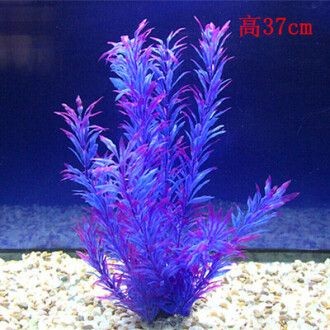 魚缸里的魚草有什么作用，魚缸里的魚草光合作用的具體過程魚草對水質(zhì)凈化的影響