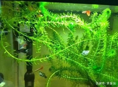 魚缸里的魚草有什么作用，魚缸里的魚草光合作用的具體過程魚草對水質(zhì)凈化的影響