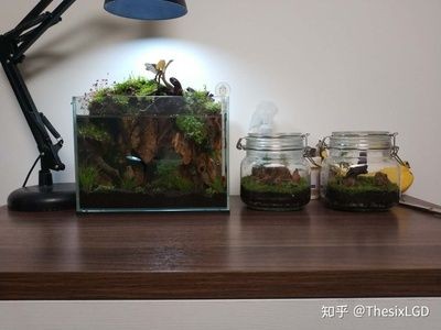 魚缸和草缸同缸可以嗎：魚缸與水草缸的共存是可行的，但需要注意水質管理和植物生長條件