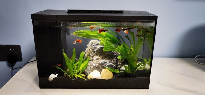 魚缸和草缸同缸可以嗎：魚缸與水草缸的共存是可行的，但需要注意水質管理和植物生長條件