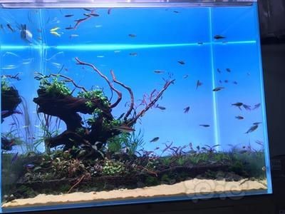 魚缸和草缸同缸可以嗎：魚缸與水草缸的共存是可行的，但需要注意水質管理和植物生長條件