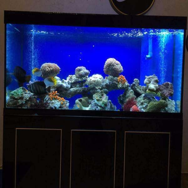 黑色的魚缸適合養什么魚好看（關于黑色魚缸養魚的相關信息）