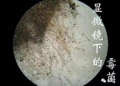 龍魚鱗片底下出血怎么辦：龍魚魚鱗鱗片底下出血請注意