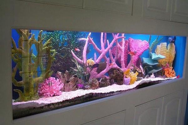 廣州越美水族魚缸是否使用鋼化玻璃：廣州越美水族魚缸安全標準了解魚缸安全標準對于選擇