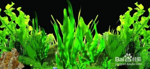 魚缸背景材質(zhì)對(duì)比選擇：魚缸背景材質(zhì)對(duì)比，魚缸背景材質(zhì)的安裝難度評(píng)估
