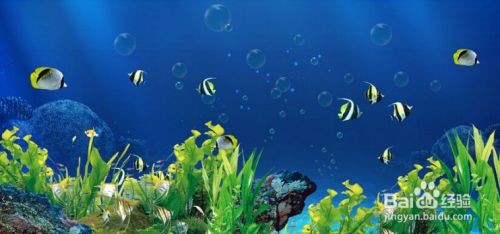 魚缸背景材質(zhì)對(duì)比選擇：魚缸背景材質(zhì)對(duì)比，魚缸背景材質(zhì)的安裝難度評(píng)估
