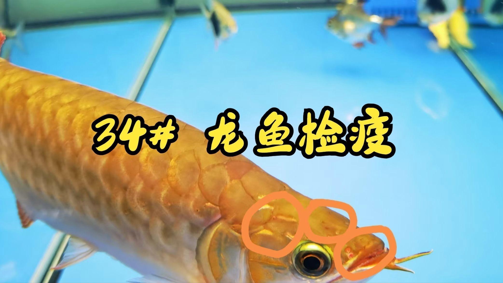 金龍魚魚苗如何飼養