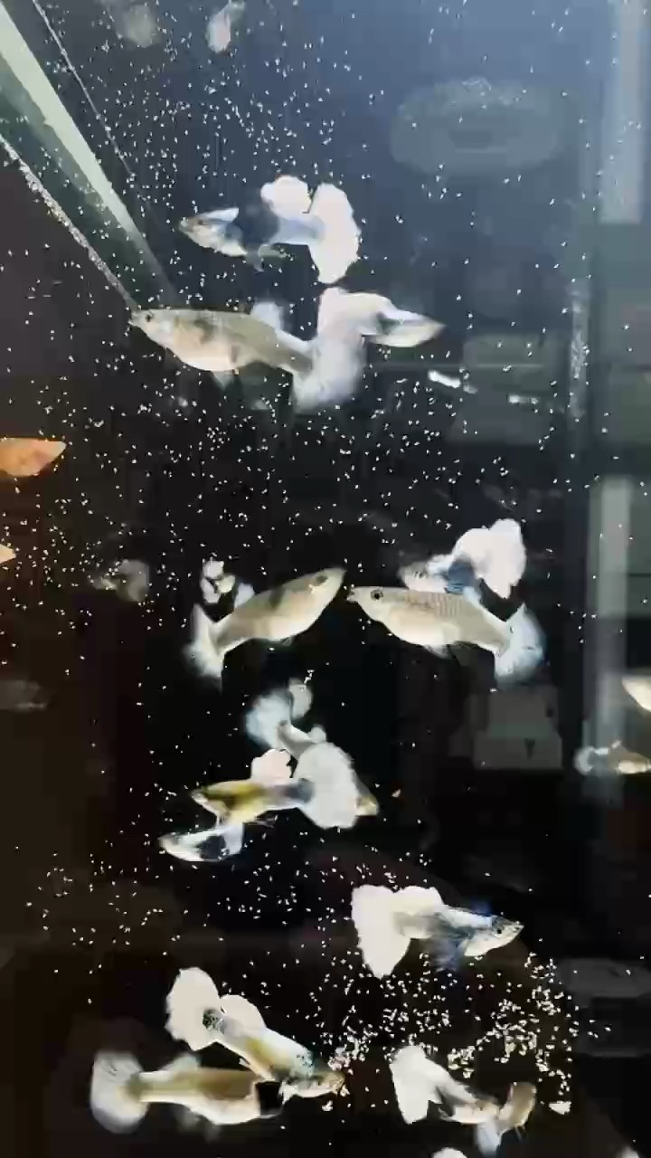 在那波光粼粼的水族世界里，白金象耳白尾孔雀魚宛如靈動的藝術品，驚艷綻放。 它，身披一襲璀璨白金戰甲，在光影交織中流轉著奢華光澤，如月光灑落在水面，閃爍著神秘而高貴#孔雀魚 #越南孔雀魚#珍品孔雀魚