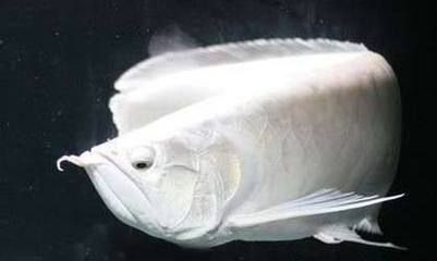 觀賞魚缸燈管怎么安裝(魚缸燈安裝技巧) 魚缸百科 第3張 觀賞魚缸燈管怎么安裝(魚缸燈安裝技巧) 觀賞魚缸燈管怎么安裝(魚缸燈安裝技巧) 魚缸百科 第3張