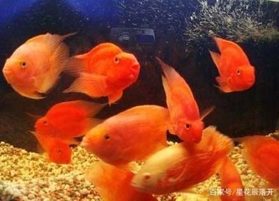觀賞魚缸燈管怎么安裝(魚缸燈安裝技巧) 魚缸百科 第1張 觀賞魚缸燈管怎么安裝(魚缸燈安裝技巧) 觀賞魚缸燈管怎么安裝(魚缸燈安裝技巧) 魚缸百科 第1張