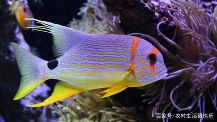 觀賞魚缸燈管怎么安裝（魚缸燈安裝技巧） 觀賞魚缸燈管怎么安裝（魚缸燈安裝技巧） 魚缸百科 第2張