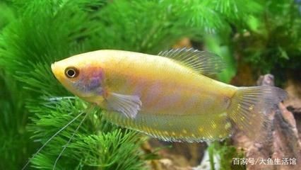 龍魚和什么魚可以混養（適合與龍魚混養的幾種魚類）