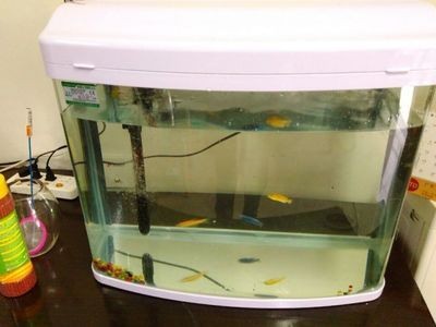 閩江魚缸時間和日期的調整方法：如何調整閩江魚缸的時間和日期