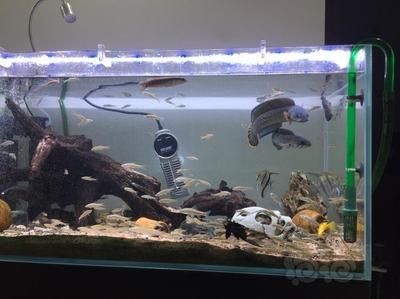 恐龍魚不吃食能活多久：恐龍魚不吃食能活多久這個問題沒有一個統一的答案 恐龍魚不吃食能活多久：恐龍魚不吃食能活多久這個問題沒有一個統一的答案 龍魚百科 第1張