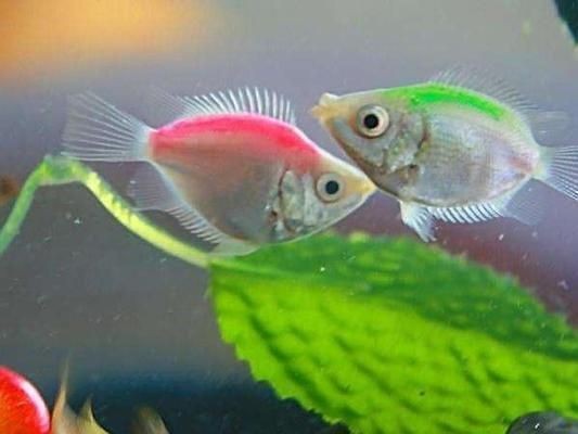 調(diào)節(jié)魚缸水溫的有效方法：調(diào)節(jié)魚缸水溫的幾種方法