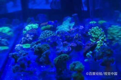 撫順市新撫銀海水族器材專賣店（撫順市新撫銀海水族器材專賣店電話）