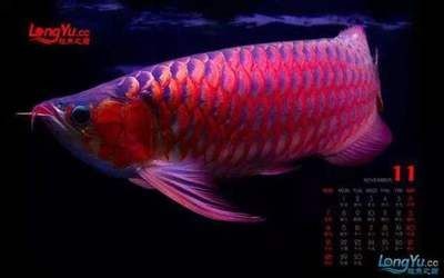 魚的游動受多種因素影響，除了您提到的主要因素外，如何判斷龍魚是否受到環境壓力、水質、疾病等影響？