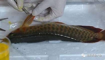 龍魚尾巴和魚鰭開叉：龍魚尾巴和魚鰭開叉可能有以下幾種原因：打架是導致的