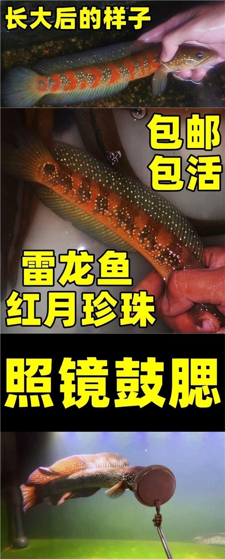 雷龍魚哪里買比較好