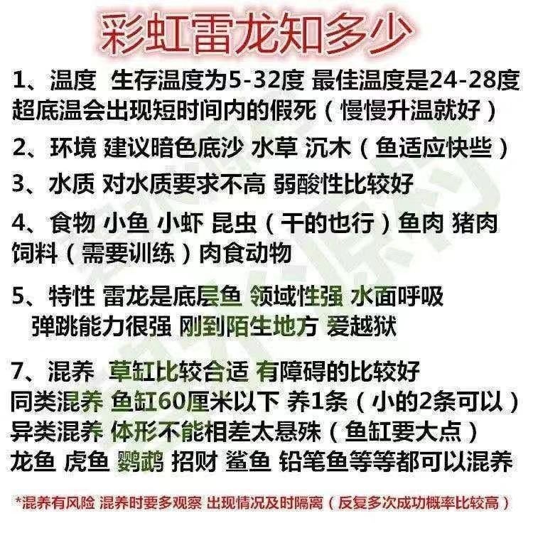 雷龍魚哪里買比較好