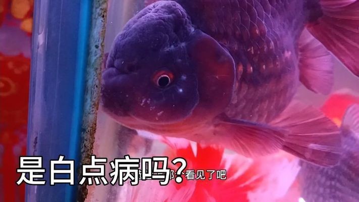 金龍魚頭上有白色的是什么病：金龍魚頭部出現白色癥狀可能是由幾種疾病引起的，要確診并治療