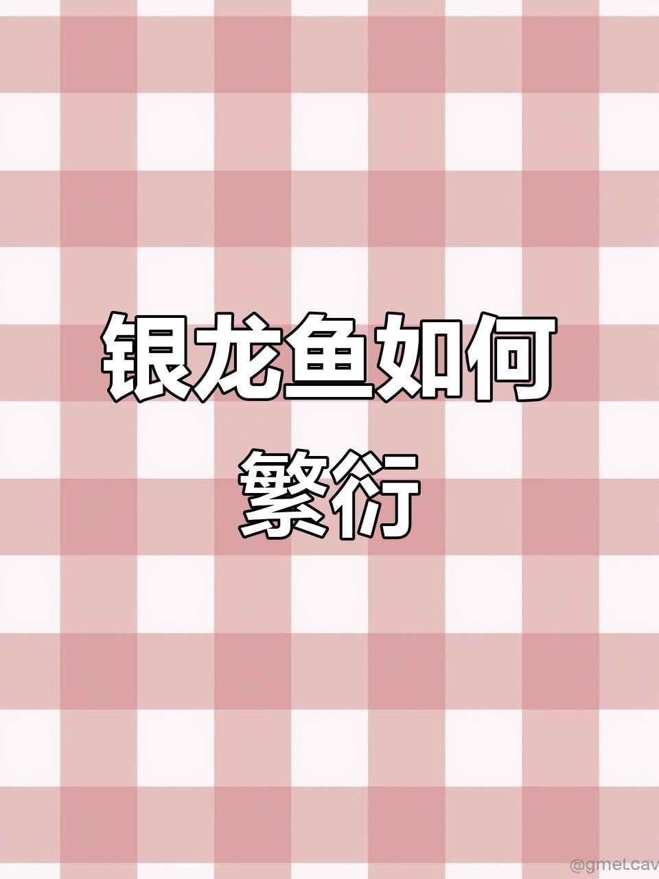 銀龍魚繁殖時需要注意什么？