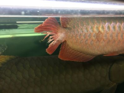 龍魚的尾巴：龍魚尾巴形態分類介紹