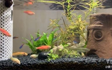 小米魚缸養(yǎng)什么魚：小米魚缸養(yǎng)什么魚，