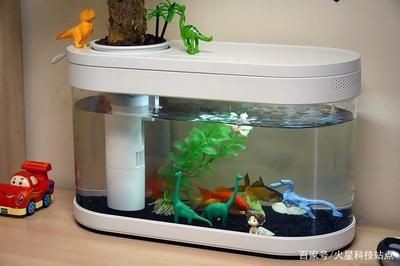 小米魚缸養(yǎng)什么魚：小米魚缸養(yǎng)什么魚，