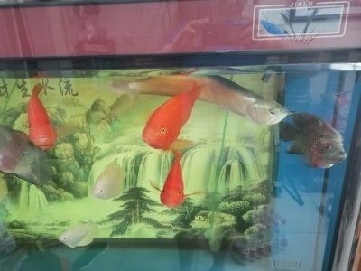 佳璐魚缸怎么樣好用嗎視頻：佳璐魚缸怎么樣