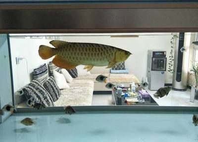 龍魚為什么死了不能養活了呢：龍魚的死亡原因