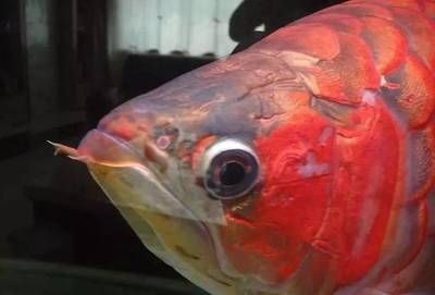 紅龍魚(yú)燈光位置示意圖（關(guān)于紅龍魚(yú)燈光位置示意圖的問(wèn)題）