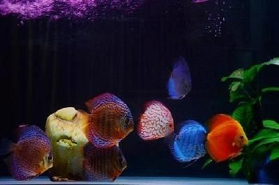 龍魚(yú)七彩混養(yǎng)怎么喂食：龍魚(yú)和七彩魚(yú)混養(yǎng)的喂食技巧