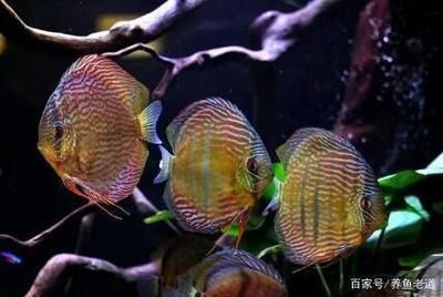 龍魚(yú)七彩混養(yǎng)怎么喂食：龍魚(yú)和七彩魚(yú)混養(yǎng)的喂食技巧