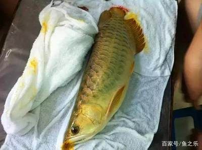 養龍魚需要定期消毒嗎：養龍魚是否需要定期消毒，養龍魚是否需要定期消毒嗎