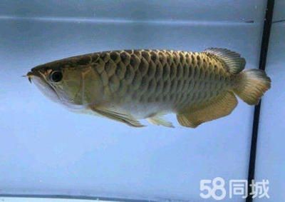 養龍魚需要定期消毒嗎：養龍魚是否需要定期消毒，養龍魚是否需要定期消毒嗎