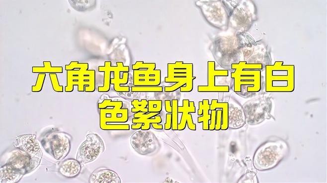 龍魚背部鱗片有棉絮怎么辦
