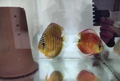 地圖魚在魚缸能繁殖嗎（地圖魚怎么養地圖魚怎么養地圖魚的繁殖方法）