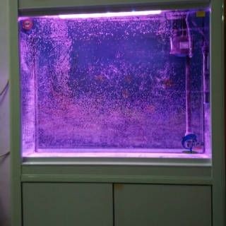 魚缸水發(fā)黃怎樣處理