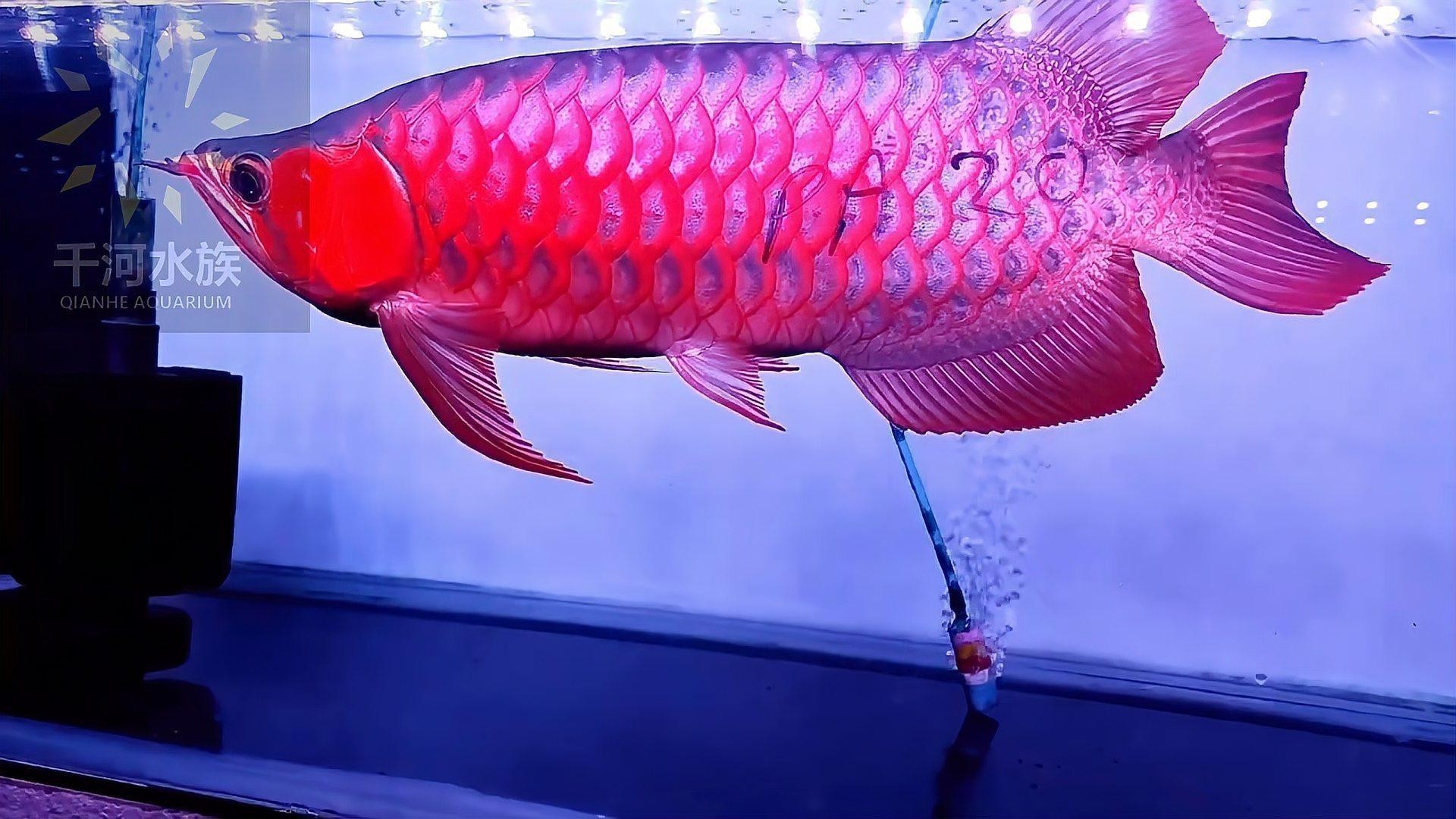 頂級紅龍魚的投資回報率高嗎？