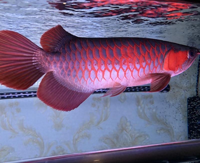 頂級紅龍魚的投資回報率高嗎？